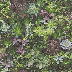 Galerie Wallcoverings Product Code: 7322 - Evergreen Wallpaper Collection Galerie Wallcoverings Product Code 7322 - Evergreen Wallpaper Collection - Multicolor Colours - Succulents Design